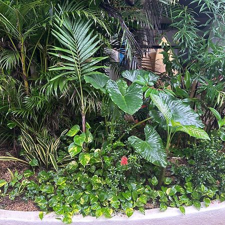 Pura Vida Hostel Tamarindo Zewnętrze zdjęcie